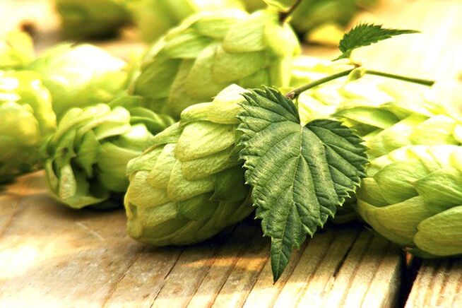 cônes de houblon pour augmenter la taille du sein